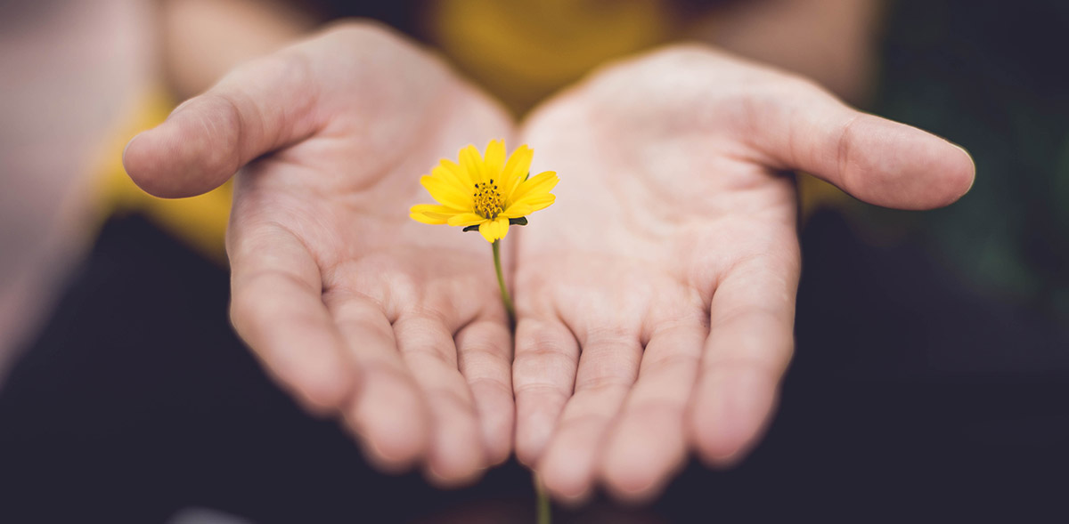 Outstretched hands with palms up and holding a yellow flower